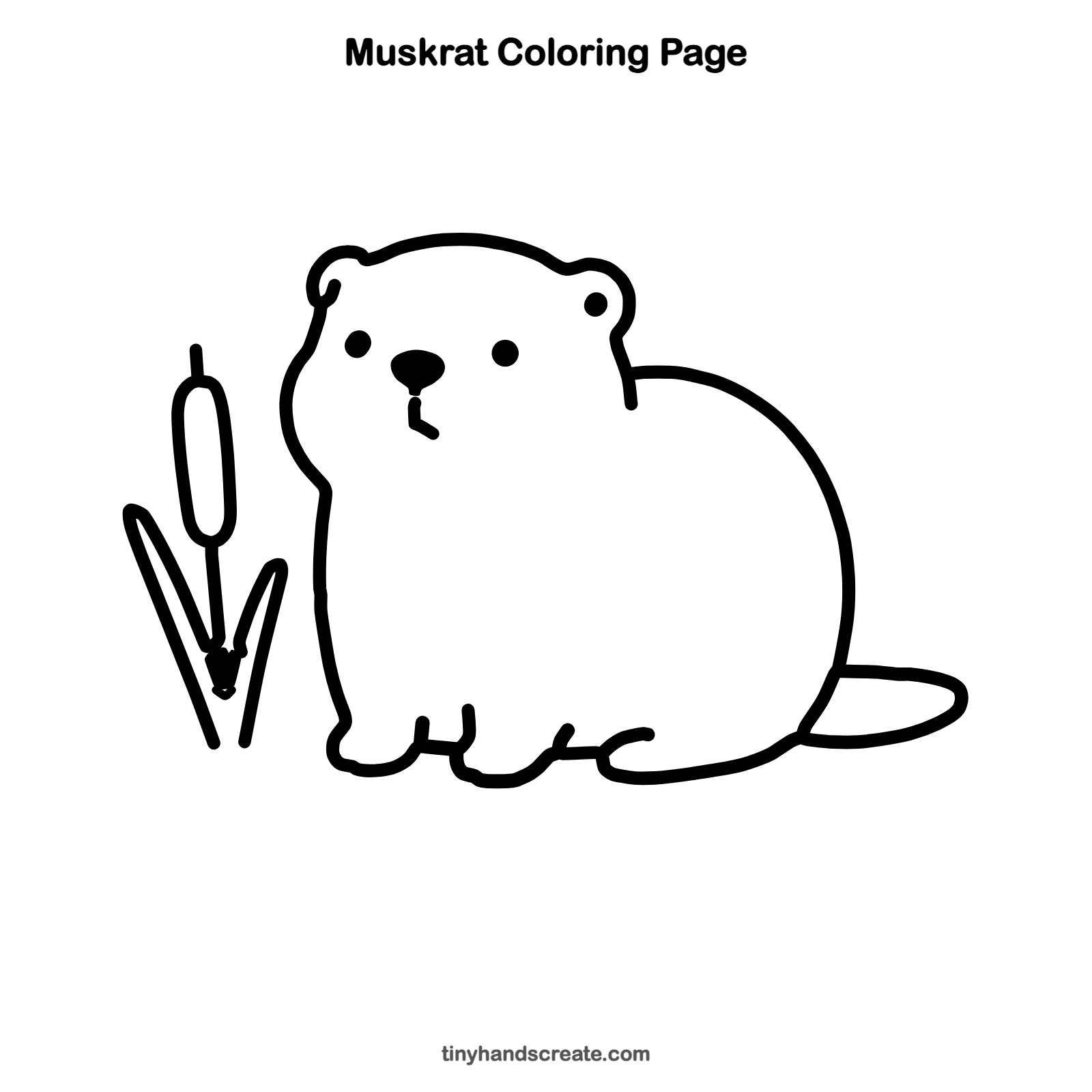 Free printable muskrat coloring page for kids