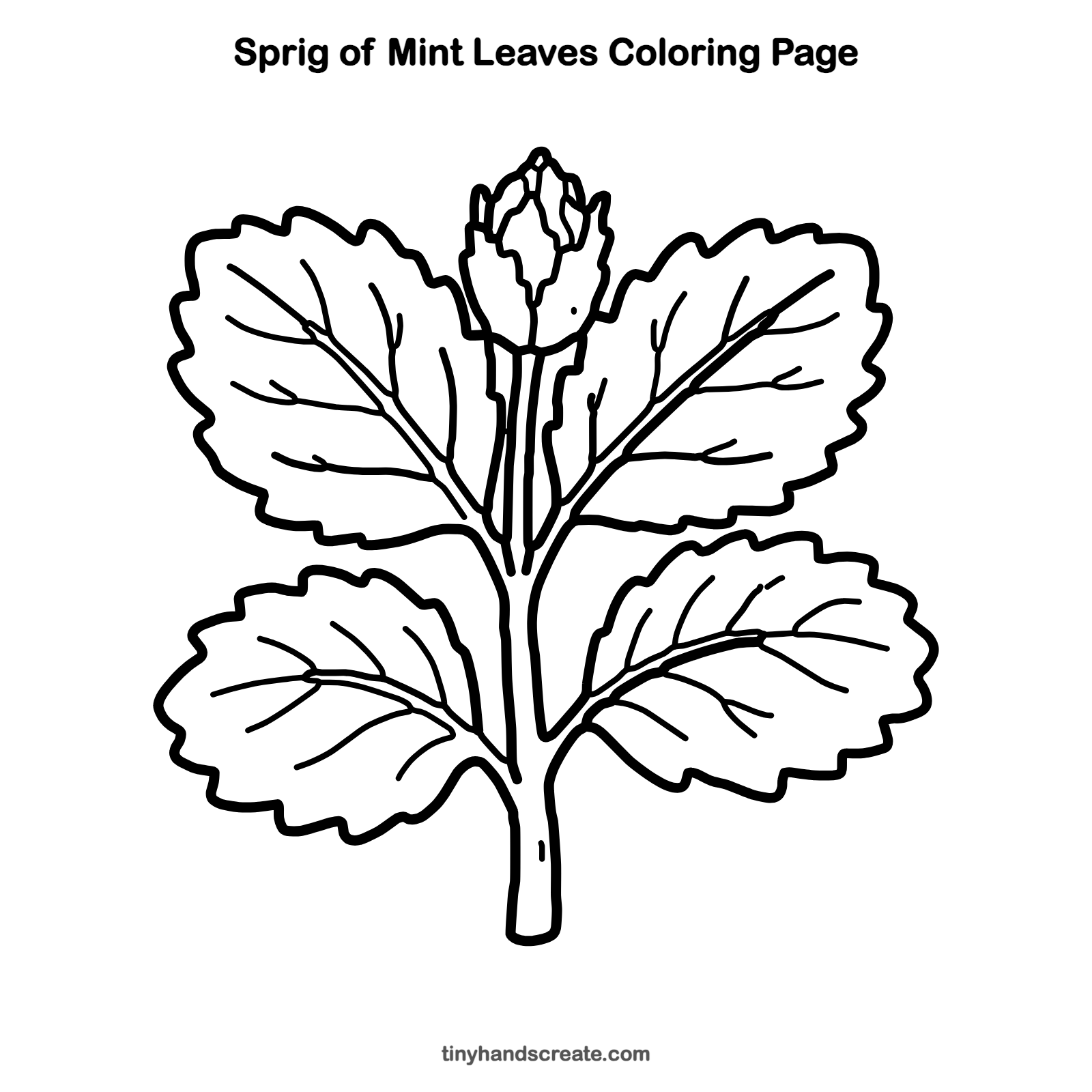 Free printable sprig of mint leaves coloring page for kids
