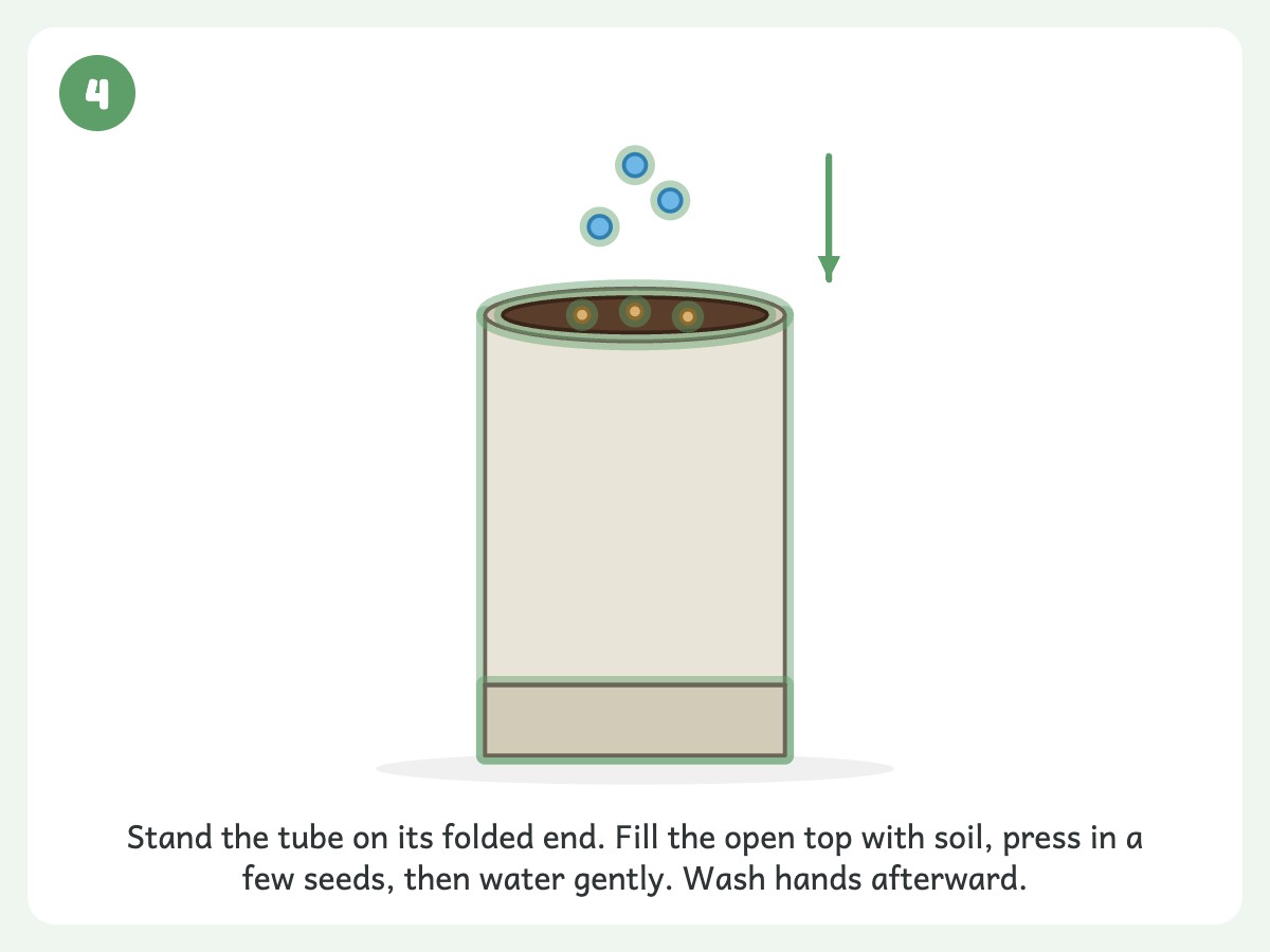 Step 4: Fill with potting soil, plant untreated seeds, and water gently