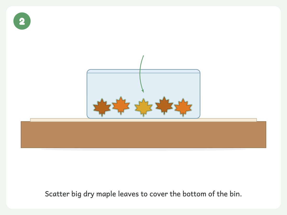 Step 2: Cover the bottom with a handful of crunchy dry leaves