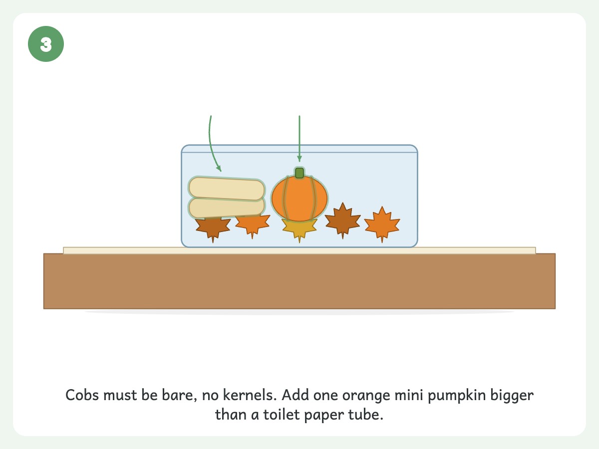 Step 3: Lay two or three stripped corn cobs along one edge, with a mini pumpkin