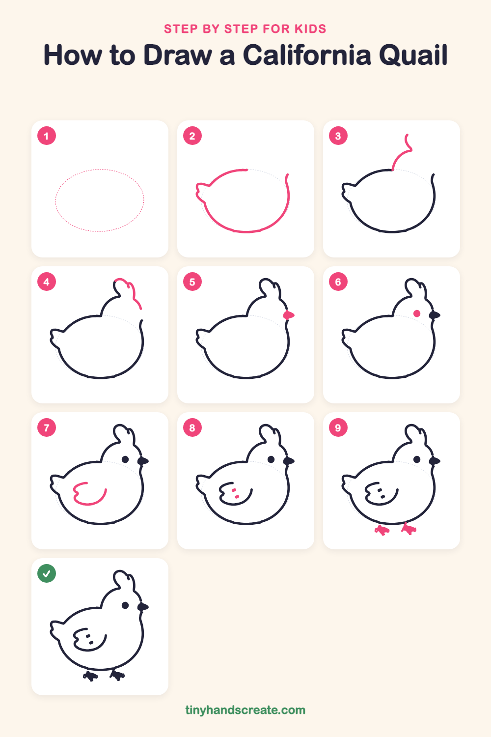 How to draw a California quail step by step for kids