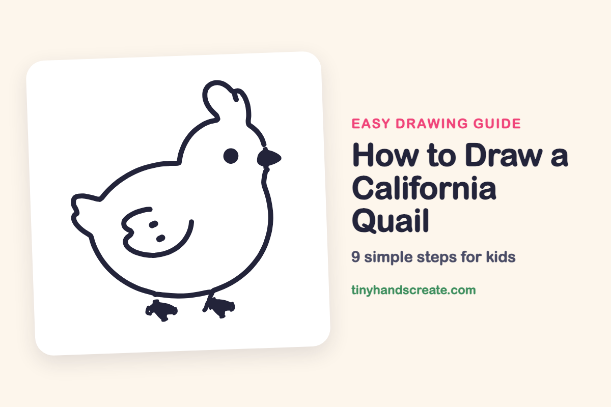 How to Draw a California Quail: easy drawing guide for kids