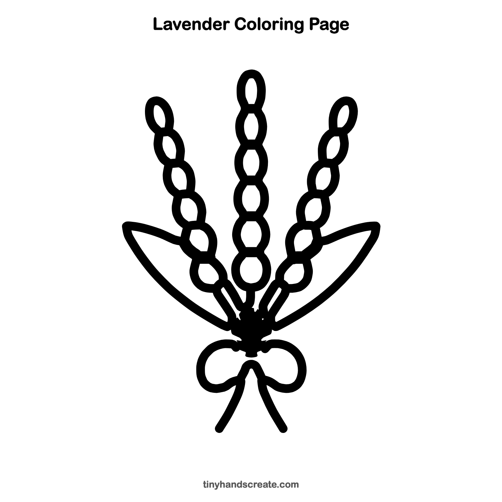 Free printable lavender coloring page for kids